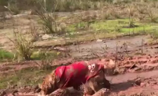 The master goes back to the country with golden hair, and the dogs run into the mud pond, and the dogs: The mud is fun..