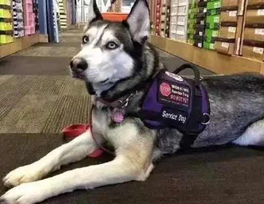 Smile, this two-hu is really a search dog