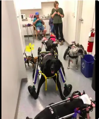 Women adopt six disabled dogs at the same time, only to keep love alive, and there's a healing power for disability