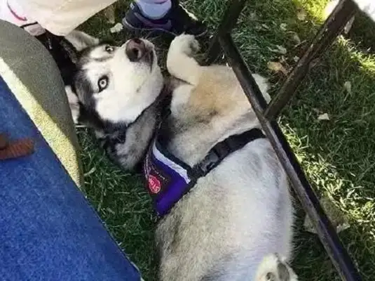 Smile, this two-hu is really a search dog