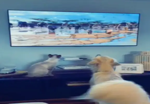 The TV children are right. Dogs and cats watch Lion King. Enter Fancy