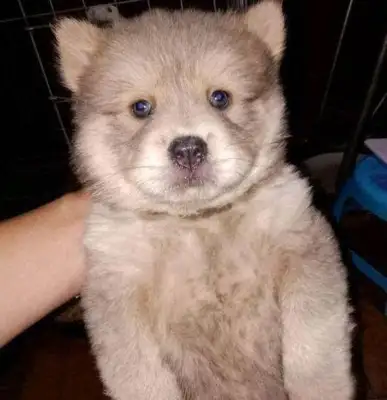 When I bought dinner, I got a dog from the store