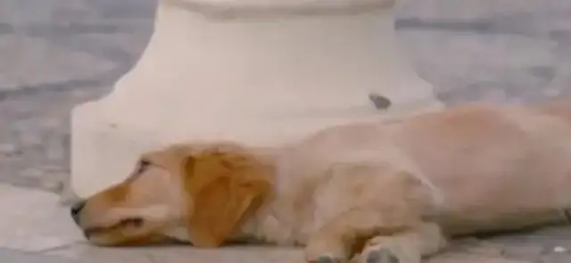 Thanks to the dog, the consequences would be disastrous。