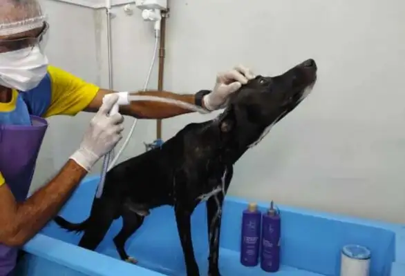 When the dog got hurt, he went to the hospital for help,