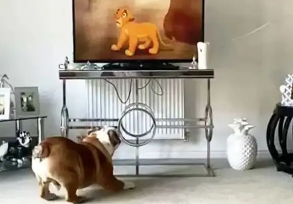 The TV children are right. Dogs and cats watch Lion King. Enter Fancy