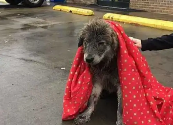 Abandoned dogs will remain silent until the owner shows up