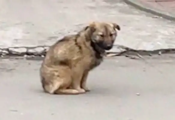 The dog's neck was cut, but no one came near. Help