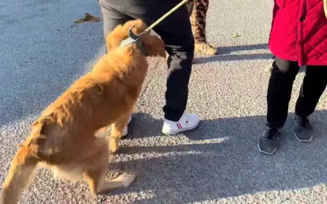 Warm gold hair in front of my mom, pulled on the tail, and the poor dog got in the car