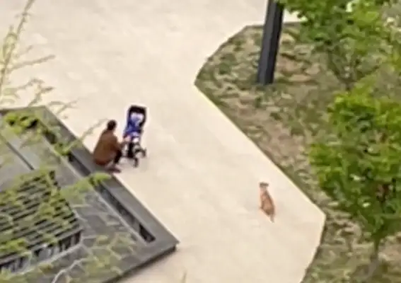 Every time someone passes by, stray dogs push for adoption, and they get rejected