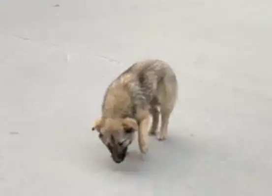 The dog's neck was cut, but no one came near. Help