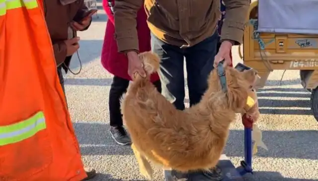 Warm gold hair in front of my mom, pulled on the tail, and the poor dog got in the car