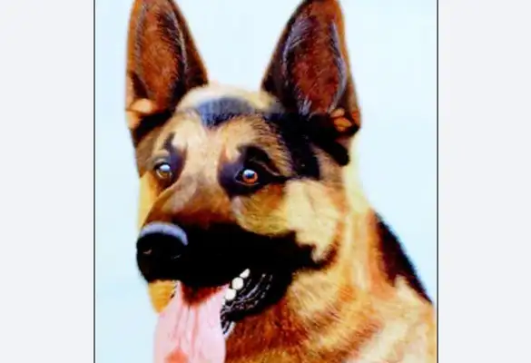 (a) The Beijing Pound Development Training Base: canine canyon attack #8221; enemy & #8221;