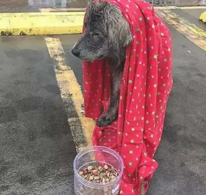 Abandoned dogs will remain silent until the owner shows up