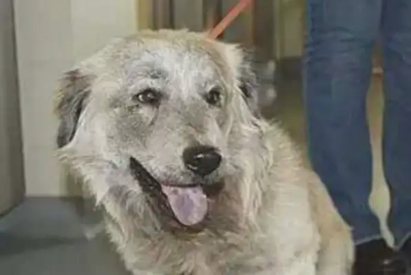 Abandoned dogs will remain silent until the owner shows up
