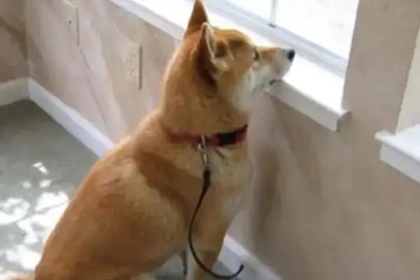 Foreign companies allow dogs to go to work. They can pick up dogs in the office, but the dogs are stuck straight. Head