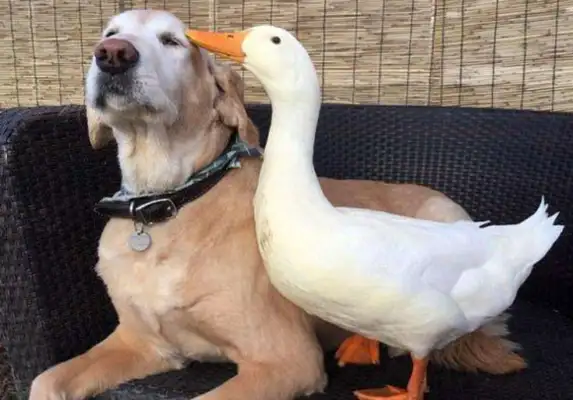 Ducks grow up with dogs and think of themselves as dogs