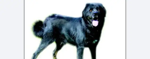 (a) The Beijing Pound Development Training Base: canine canyon attack #8221; enemy & #8221;