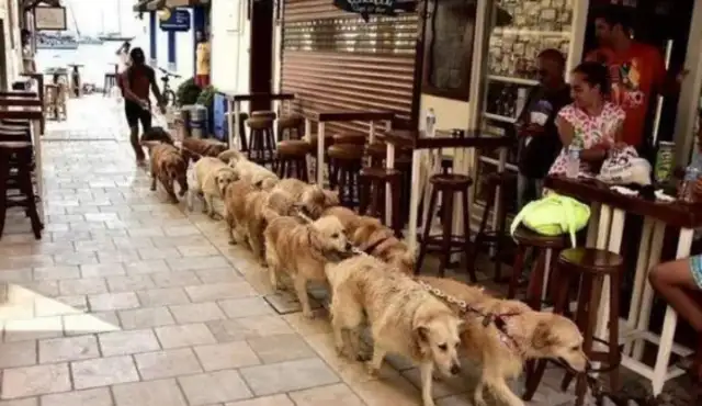 He's got more than 10 dogs in his house, and he's out for a walk. Gas