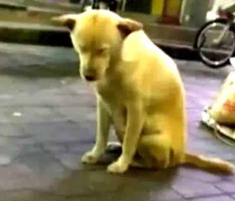 It's hard for a dog to stand up with his master at night market, and see him pass by laughing