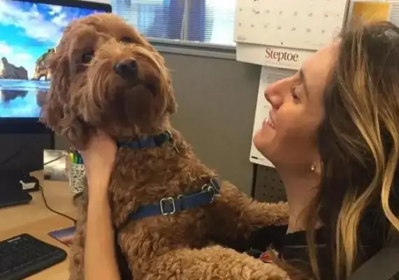 Foreign companies allow dogs to go to work. They can pick up dogs in the office, but the dogs are stuck straight. Head