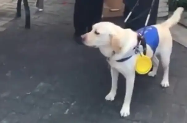 Is it a lack of dog ethics or something