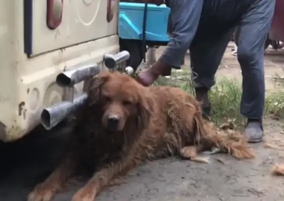 The old man had no choice but to take his hair to the dog market, but he was tricked by the dog dealer