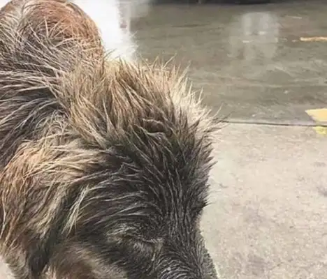 Abandoned dogs will remain silent until the owner shows up