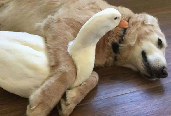 Ducks grow up with dogs and think of themselves as dogs