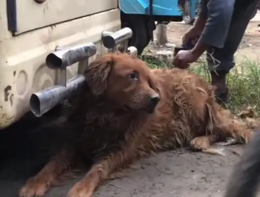 The old man had no choice but to take his hair to the dog market, but he was tricked by the dog dealer