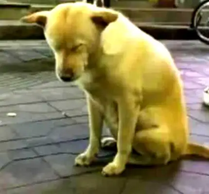 It's hard for a dog to stand up with his master at night market, and see him pass by laughing