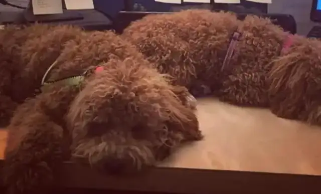 Foreign companies allow dogs to go to work. They can pick up dogs in the office, but the dogs are stuck straight. Head