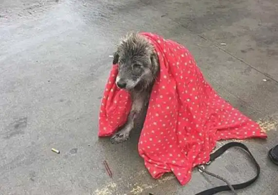 Abandoned dogs will remain silent until the owner shows up