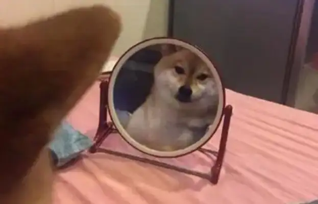 The dog was always in front of the mirror, and the master couldn't stop laughing at his teeth