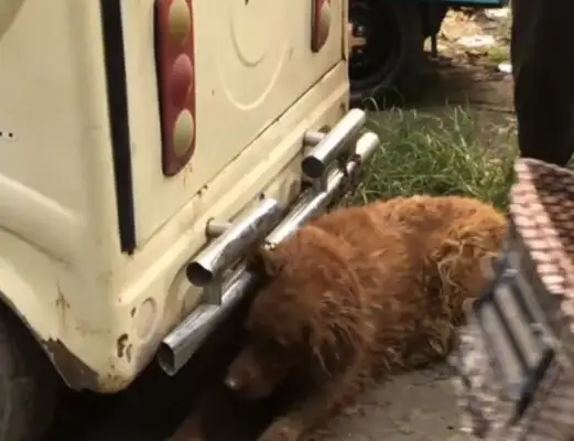 The old man had no choice but to take his hair to the dog market, but he was tricked by the dog dealer