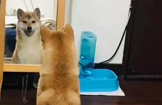 The dog was always in front of the mirror, and the master couldn't stop laughing at his teeth