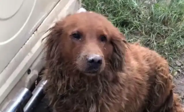 The old man had no choice but to take his hair to the dog market, but he was tricked by the dog dealer