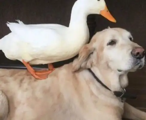 Ducks grow up with dogs and think of themselves as dogs