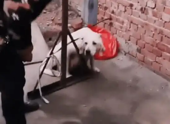 Pregnant Labrador was sold a dog's butcher's shop, and once rescued, the grateful dog took care of the newborn puppy with extra care