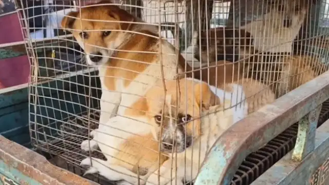 All nine little dogs in the car