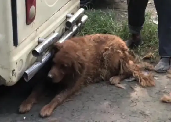 The old man had no choice but to take his hair to the dog market, but he was tricked by the dog dealer