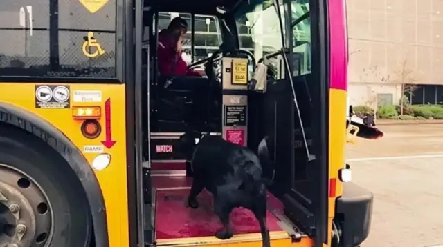 The dog took the bus out on his own, and it went red