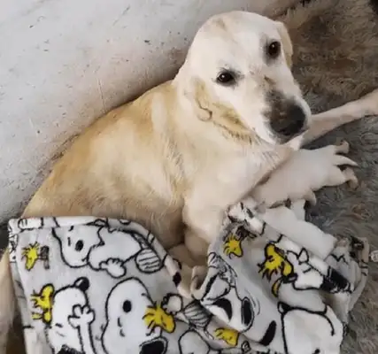 Pregnant Labrador was sold a dog's butcher's shop, and once rescued, the grateful dog took care of the newborn puppy with extra care