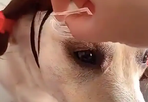 It's a little scary to do a doggy-doggie thing and then look like "I can't stand looking."