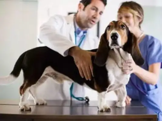 The dog's health check. What's the dog check