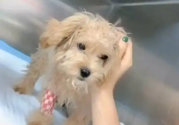 The girl left the sick dog on the side of the road, not being blamed, but being boastful