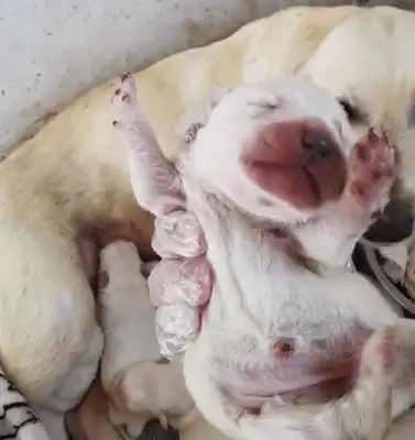 Pregnant Labrador was sold a dog's butcher's shop, and once rescued, the grateful dog took care of the newborn puppy with extra care