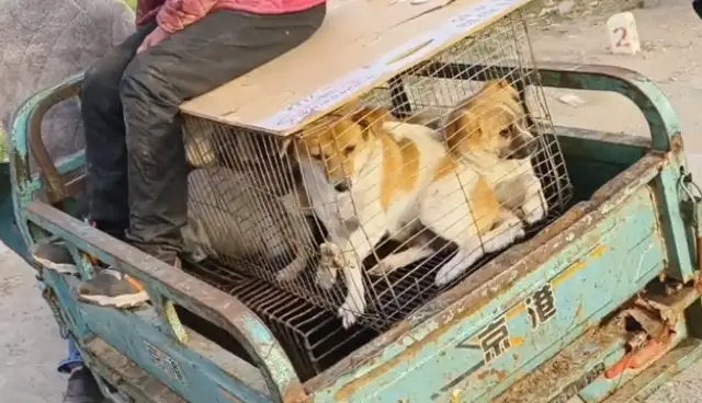 All nine little dogs in the car