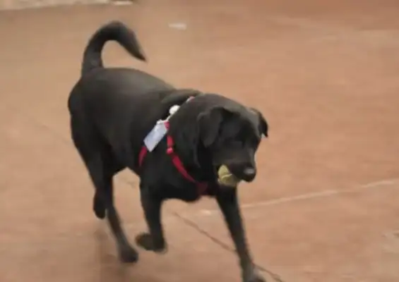 The dog took the bus out on his own, and it went red