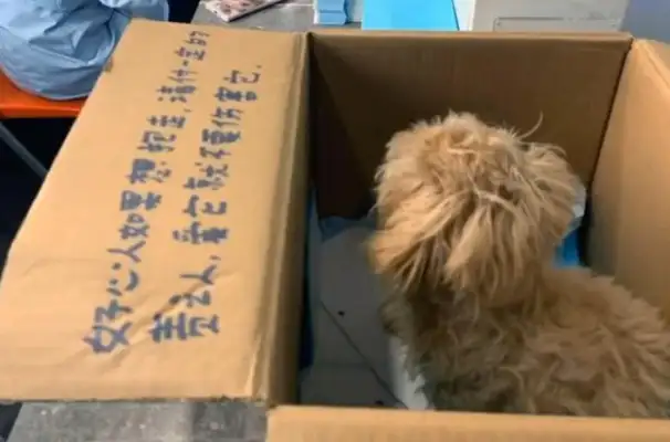 The girl left the sick dog on the side of the road, not being blamed, but being boastful