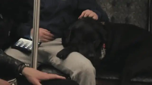 The dog took the bus out on his own, and it went red